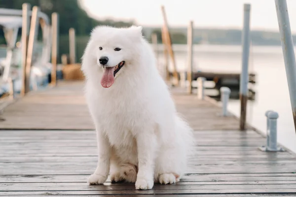 Stor Vit Samoyed Hund Sitter Piren Nära Båten — Stockfoto