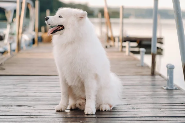 Gran Perro Samoyedo Blanco Está Sentado Muelle Cerca Del Yate —  Fotos de Stock