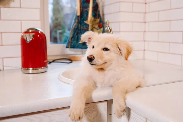 Beige Cachorro Encuentra Lavabo Cocina Casa —  Fotos de Stock