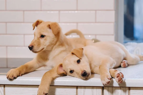 Dos Cachorros Beige Están Acostados Encimera Cocina — Foto de Stock