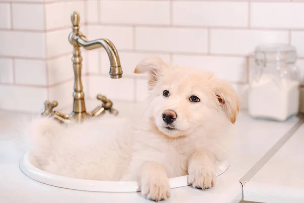 Beige Cachorro Encuentra Lavabo Cocina Casa —  Fotos de Stock