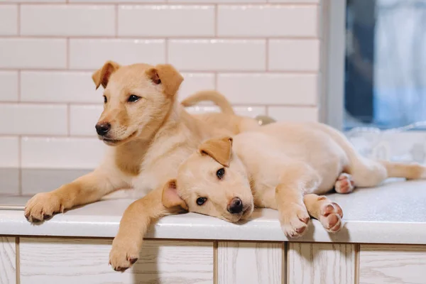 Dos Cachorros Beige Están Acostados Encimera Cocina —  Fotos de Stock