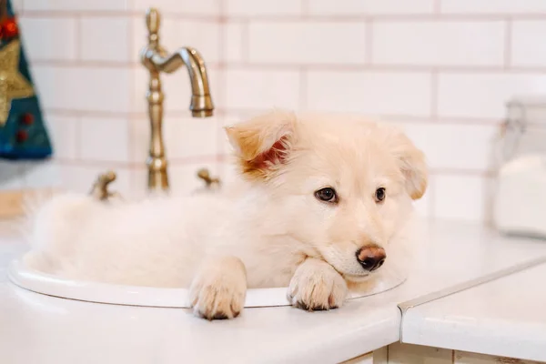 Beige Cachorro Encuentra Lavabo Cocina Casa —  Fotos de Stock