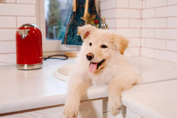 Beige Cachorro Encuentra Lavabo Cocina Casa —  Fotos de Stock