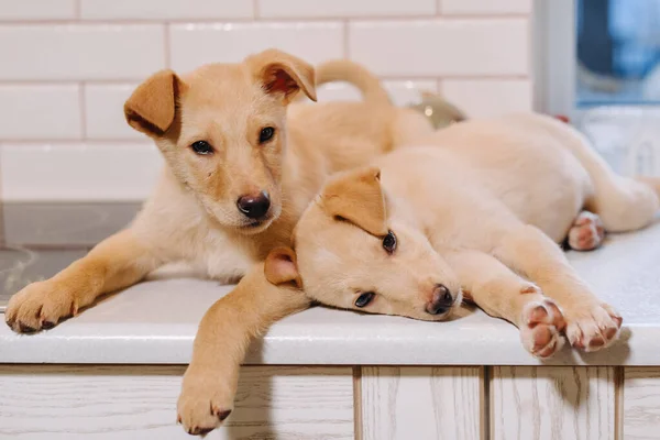 Dos Cachorros Beige Están Acostados Encimera Cocina —  Fotos de Stock
