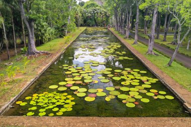 Mauritius Cennet Adası 'ndaki botanik bahçesi. Zambaklı güzel bir gölet. Hint okyanusunda bir ada.
