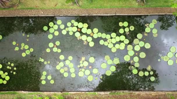 Vue aérienne des nénuphars Victorias sur l'île Maurice dans le jardin botanique — Video