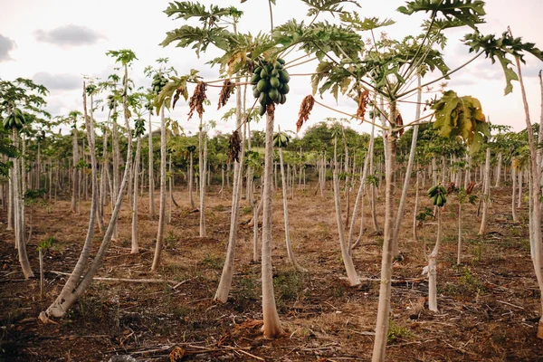 Plantación Papaya Isla Mauricio — Foto de Stock