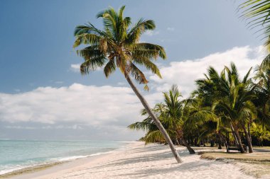 Güzel sahil, palmiye ağaçları ve ufukta bulutlar. Afrika, Mauritius, Güney, Le Morne yakınlarında..
