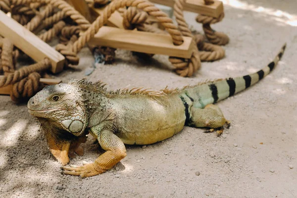 Uma Iguana Uma Reserva Ilha Maurício Uma Iguana Grande Lagarto — Fotografia de Stock