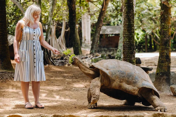 Entretenimento Familiar Divertido Maurício Uma Menina Alimenta Uma Tartaruga Gigante — Fotografia de Stock