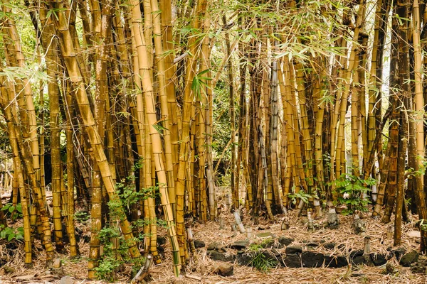 Árboles Bambú Que Crecen Jardín Botánico Isla Mauricio — Foto de Stock