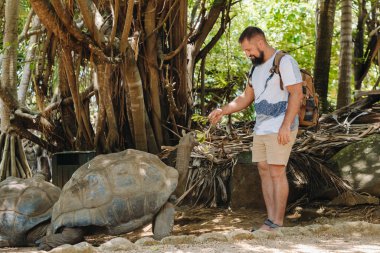 Mauritius 'ta eğlenceli bir aile eğlencesi. Mauritius adasındaki hayvanat bahçesinde dev bir kaplumbağayı besleyen bir turist.