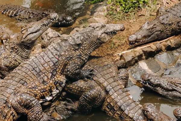 Crocodile Park Ilha Maurício Parque Natural Vanilla Crocodilos — Fotografia de Stock