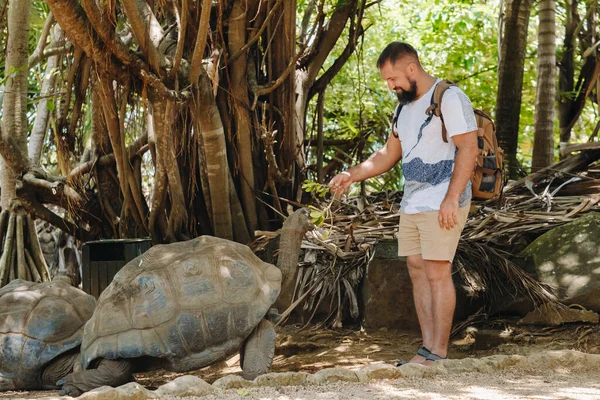 Entretenimento Familiar Divertido Maurício Turista Alimentando Uma Tartaruga Gigante Zoológico — Fotografia de Stock