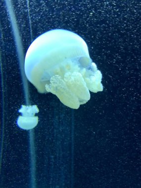 Sakin suda yüzen denizanası.