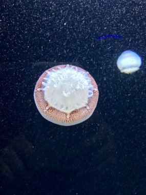 Sakin suda yüzen denizanası.