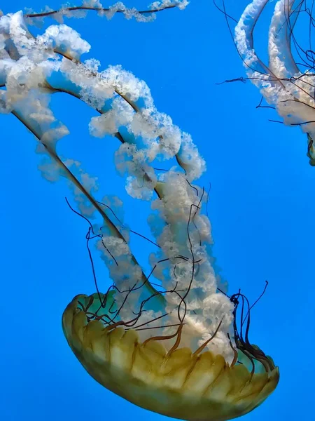 穏やかな水の中を泳ぐクラゲ — ストック写真