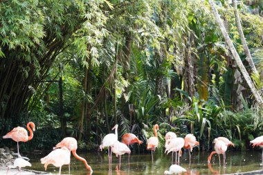 Güzel flamingo ve beyaz kuşlar suda