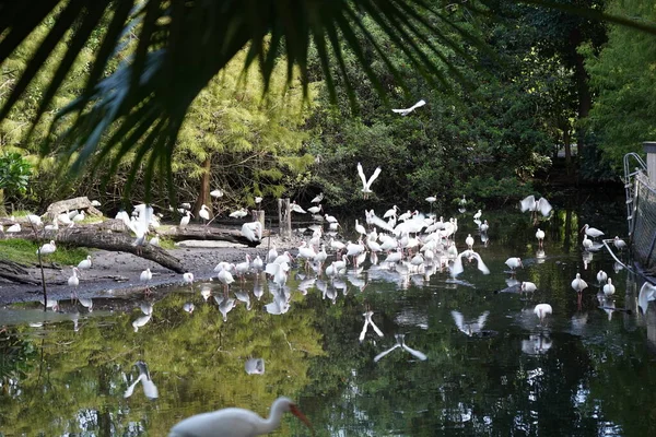 Schöne Flamingos Und Weiße Vögel Wasser — Stockfoto