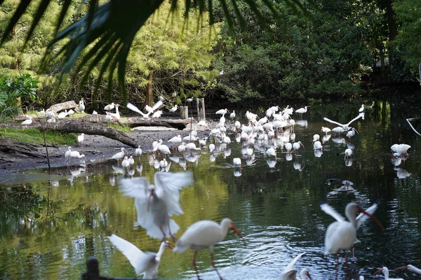 Vackra Flamingo Och Vita Fåglar Vattnet — Stockfoto