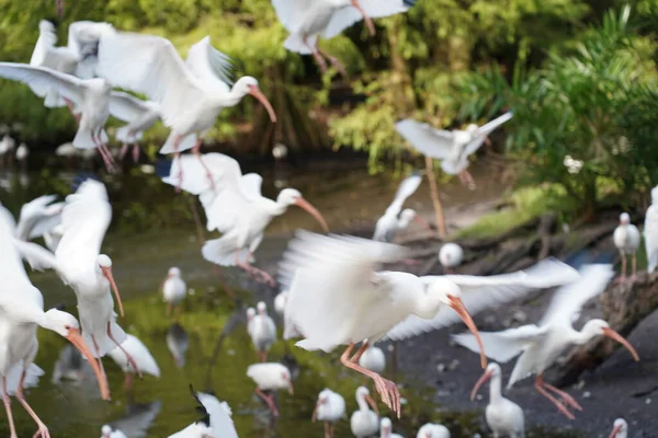 Hermoso Flamenco Aves Blancas Agua —  Fotos de Stock