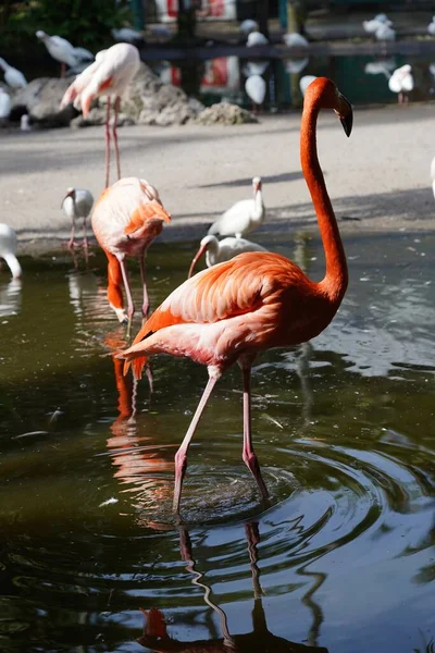 Güzel Flamingo Beyaz Kuşlar Suda — Stok fotoğraf