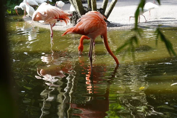 Beautiful Flamingo White Birds Water — Stock Photo, Image