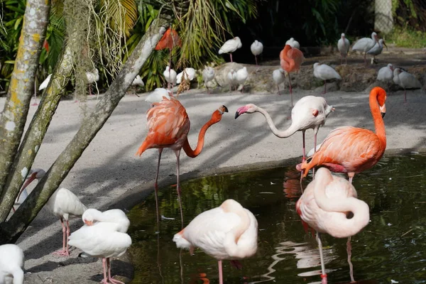 Piękne Flamingi Białe Ptaki Wodzie — Zdjęcie stockowe