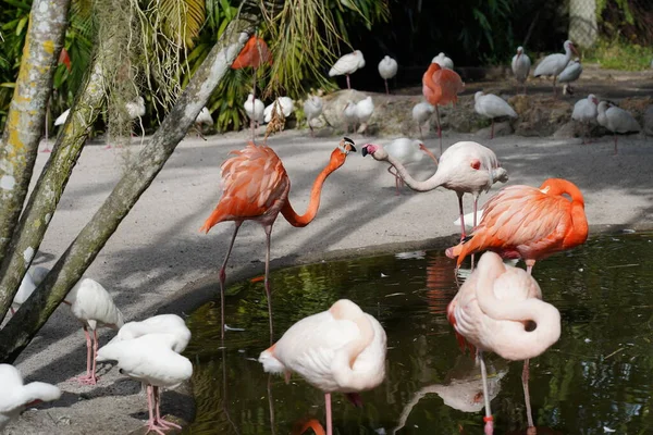 Beautiful Flamingo White Birds Water — Stock Photo, Image