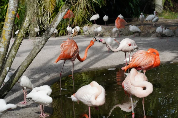 Beaux Flamants Roses Oiseaux Blancs Dans Eau — Photo