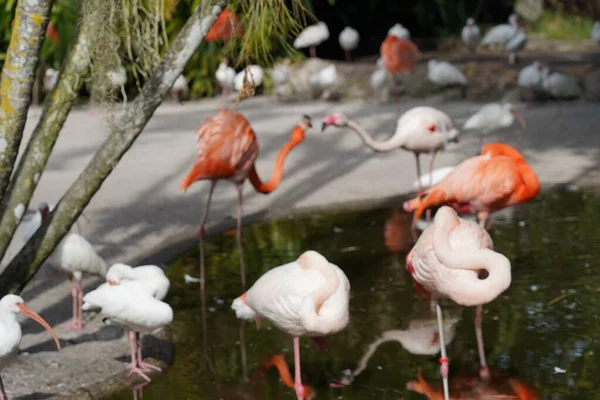 Hermoso Flamenco Aves Blancas Agua —  Fotos de Stock