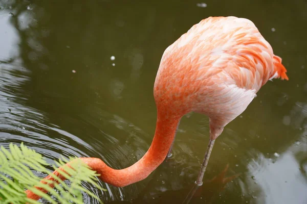 Lindos Flamingo Pássaros Brancos Água — Fotografia de Stock