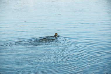 Dnepropetrovsk, Ukrayna - 10.15.2021: Şehir çeşmesinin bakım çalışmaları. Dalış kıyafeti giymiş bir belediye çalışanı, şamandıraları nehirdeki çeşmenin ekipmanına teslim eder..