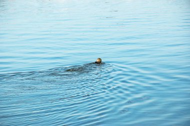 Dnepropetrovsk, Ukrayna - 10.15.2021: Şehir çeşmesinin bakım çalışmaları. Dalış kıyafeti giymiş bir belediye çalışanı, şamandıraları nehirdeki çeşmenin ekipmanına teslim eder..