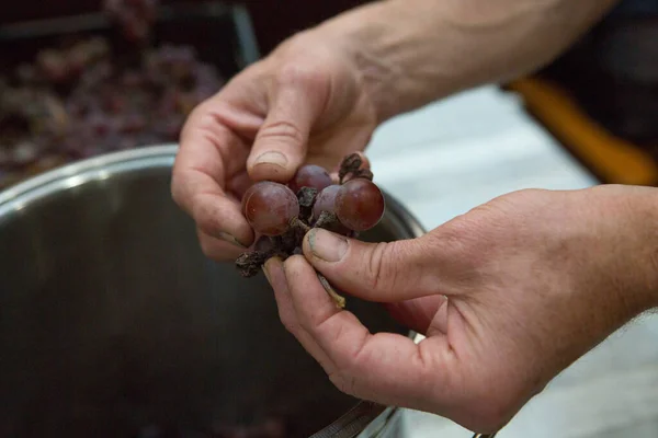 Proceso Elaboración Vino Casero Las Manos Masculinas Separan Las Uvas —  Fotos de Stock