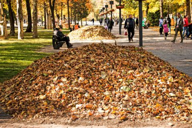 Dnepropetrovsk, Ukrayna - 10.22.2021: Yığınlar halinde toplanan sonbahar kuru yaprakları. Parkta güneşli bir öğleden sonra.