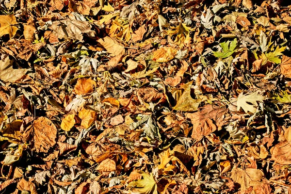 Suché Padající Žluté Listí Posbírané Hráběmi Hromadě Slunce Začátku Podzimu — Stock fotografie
