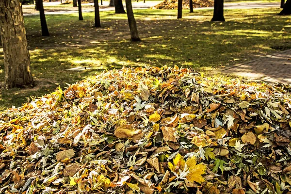Podzimní Spadlé Suché Listy Posbírané Hromádky Listoví Připraveno Likvidaci — Stock fotografie