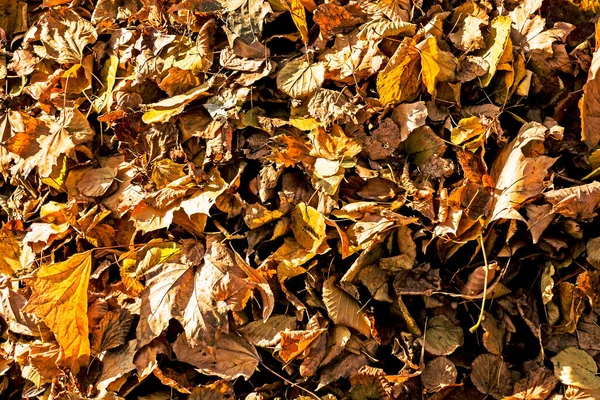 Suché Padající Žluté Listí Posbírané Hráběmi Hromadě Slunce Začátku Podzimu — Stock fotografie