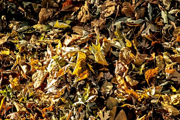 Suché Padající Žluté Listí Posbírané Hráběmi Hromadě Slunce Začátku Podzimu — Stock fotografie