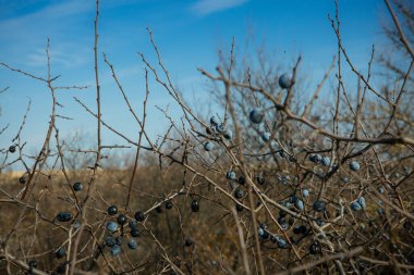 Mavi böğürtlen çalıların üzerinde olgunlaşıyor. Sonbaharın sonu.