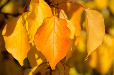 Kopyalanmış sonbahar yaprakları. Yaprakların renk eğimli yüzeyi. Kırmızı, turuncu, sarı ve yeşil yaprakların dokusuna odaklan. Sonbahar çok renkli yapraklar arka planı.
