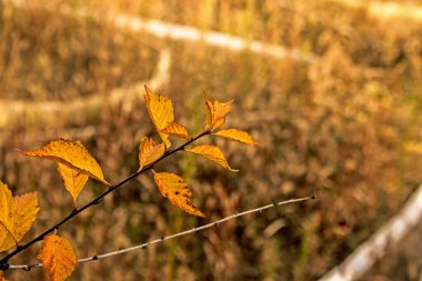 Kopyalanmış sonbahar yaprakları. Eğimli yeşillik yüzeyinin rengi. Renkli yaprakların dokusuna odaklan. Sonbahar yaprakları arka plan.