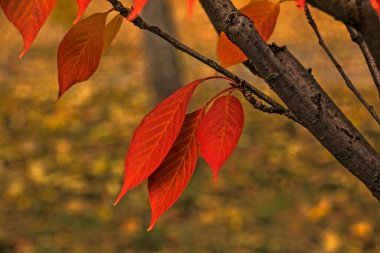 Kopyalanmış sonbahar yaprakları. Eğimli yeşillik yüzeyinin rengi. Renkli yaprakların dokusuna odaklan. Sonbahar yaprakları arka plan.