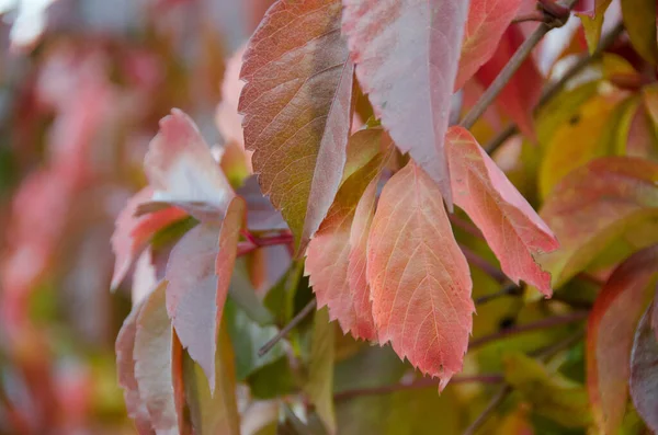 Fallna Höstlöv Med Kopieringsutrymme Färggradient Yta Bladverk Selektivt Fokus Textur — Stockfoto