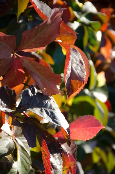 Fallen Autumn Leaves Copy Space Color Gradient Surface Foliage Selective — Stock Photo, Image