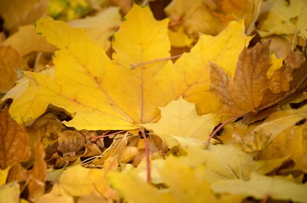 Padlé Podzimní Listy Kopírovacím Prostorem Barevný Gradient Povrchu Listoví Selektivní — Stock fotografie