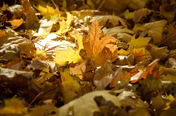 Hojas Caídas Otoño Con Espacio Para Copiar Gradiente Color Superficie —  Fotos de Stock