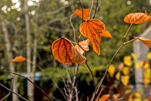 Падшие Осенние Листья Копировальным Пространством Цвет Поверхности Градиентной Листвы Выборочный — стоковое фото